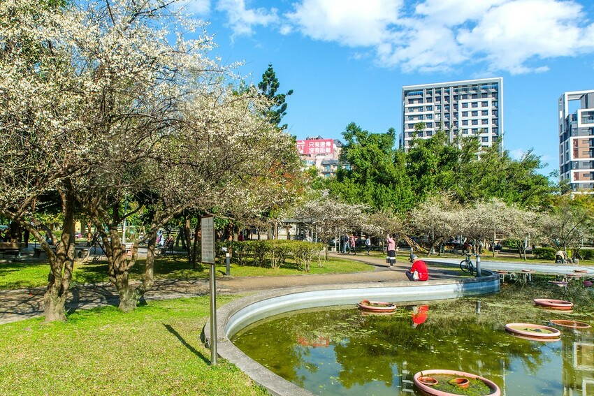 【梅花拍攝點】2023北部賞梅景點│桃園石門水庫‧士林志成公園‧榮星公園‧中正紀念堂‧逸仙公園│北部走春景點│