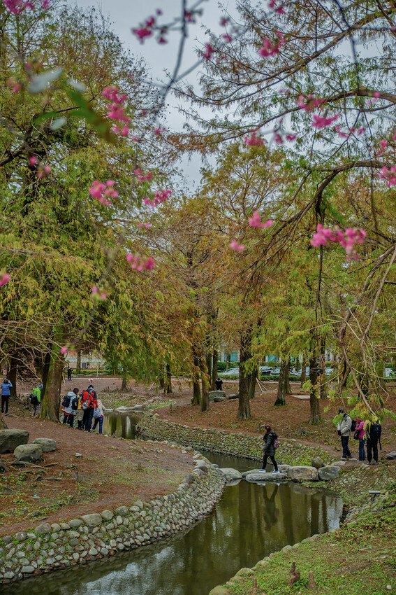 【宜蘭景點】2023員山福園蜊埤湖&羅東運動公園‧落羽松美景│全台10大落羽松秘境之一│礁溪天空島小木屋。金黃