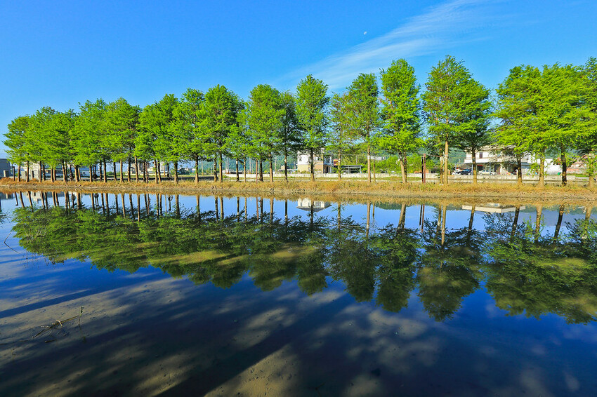 【宜蘭景點】2023員山福園蜊埤湖&羅東運動公園‧落羽松美景│全台10大落羽松秘境之一│礁溪天空島小木屋。金黃