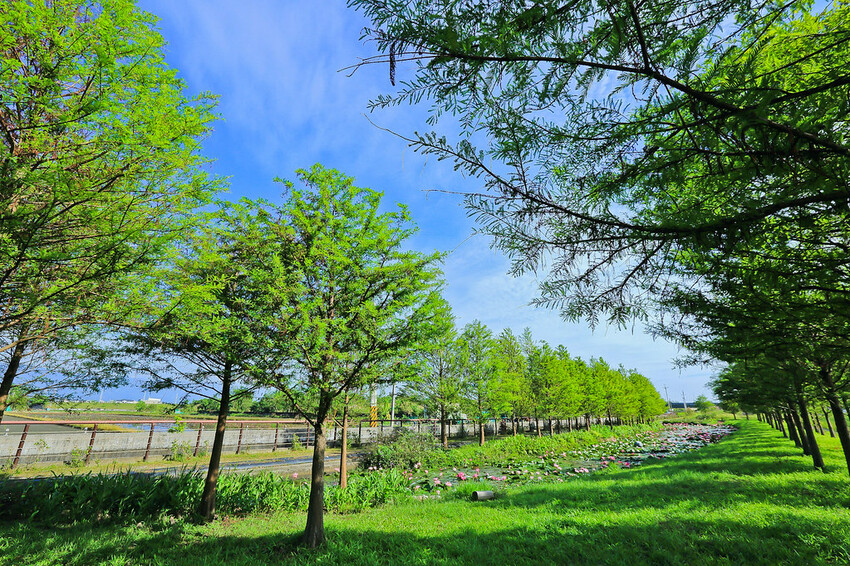 【宜蘭景點】2023員山福園蜊埤湖&羅東運動公園‧落羽松美景│全台10大落羽松秘境之一│礁溪天空島小木屋。金黃