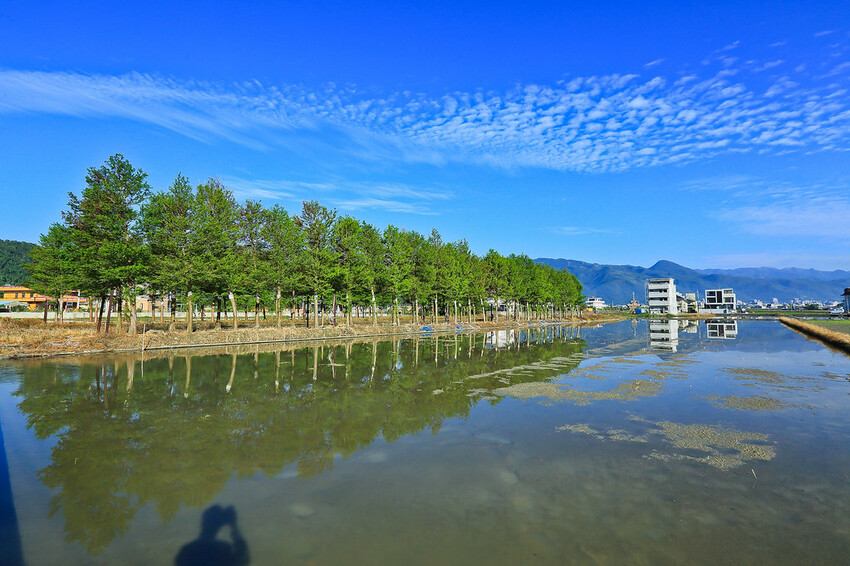 【宜蘭景點】2023員山福園蜊埤湖&羅東運動公園‧落羽松美景│全台10大落羽松秘境之一│礁溪天空島小木屋。金黃