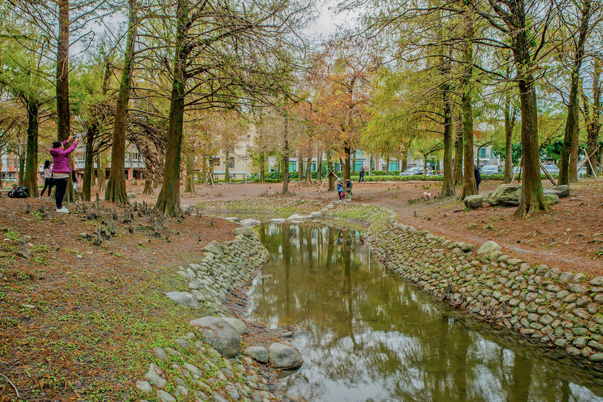 【宜蘭景點】2023員山福園蜊埤湖&羅東運動公園‧落羽松美景│全台10大落羽松秘境之一│礁溪天空島小木屋。金黃