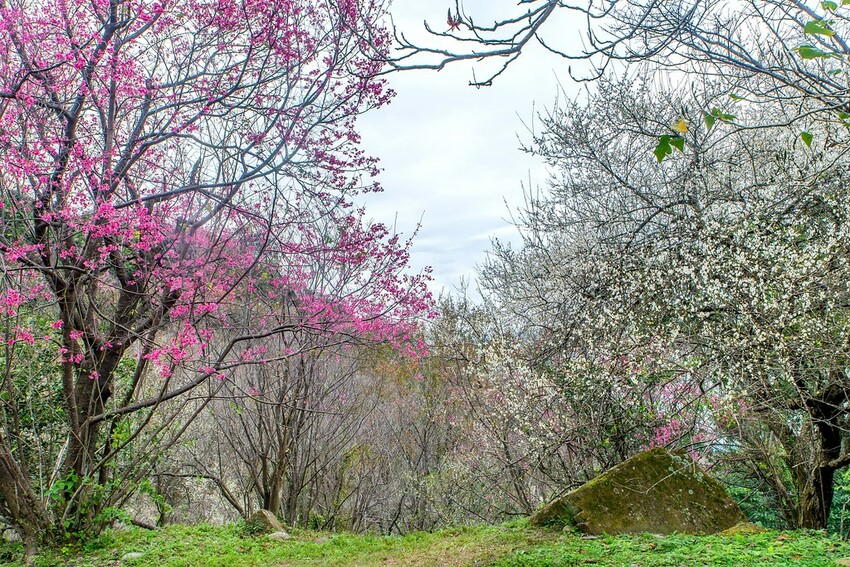 【梅花拍攝點】2023北部賞梅景點│桃園石門水庫‧士林志成公園‧榮星公園‧中正紀念堂‧逸仙公園│北部走春景點│