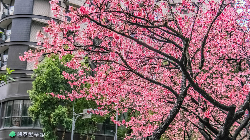 【新北景點】2023林口最美星巴克‧三色櫻綻放中│賞夜櫻‧喝咖啡‧逛逛林口三井OUTLET│台北走春景點│機場捷運林