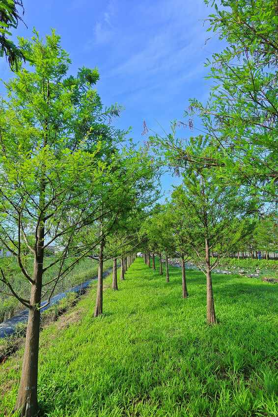 【宜蘭景點】2023員山福園蜊埤湖&羅東運動公園‧落羽松美景│全台10大落羽松秘境之一│礁溪天空島小木屋。金黃