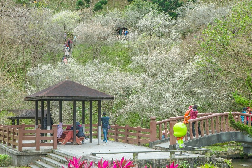 【梅花拍攝點】2023北部賞梅景點│桃園石門水庫‧士林志成公園‧榮星公園‧中正紀念堂‧逸仙公園│北部走春景點│