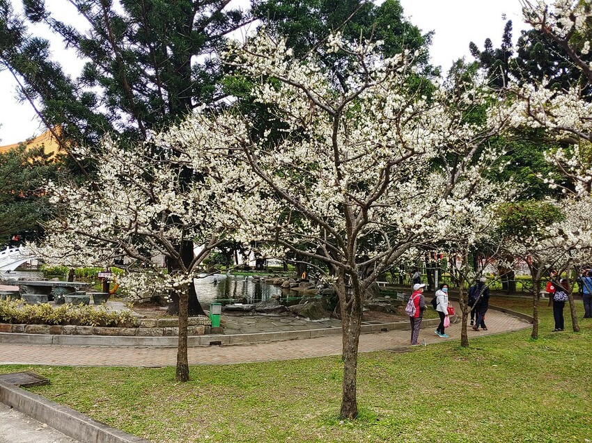 【梅花拍攝點】2023北部賞梅景點│桃園石門水庫‧士林志成公園‧榮星公園‧中正紀念堂‧逸仙公園│北部走春景點│