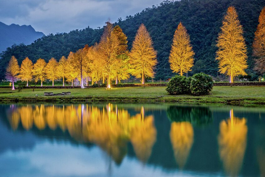【宜蘭景點】2023員山福園蜊埤湖&羅東運動公園‧落羽松美景│全台10大落羽松秘境之一│礁溪天空島小木屋。金黃