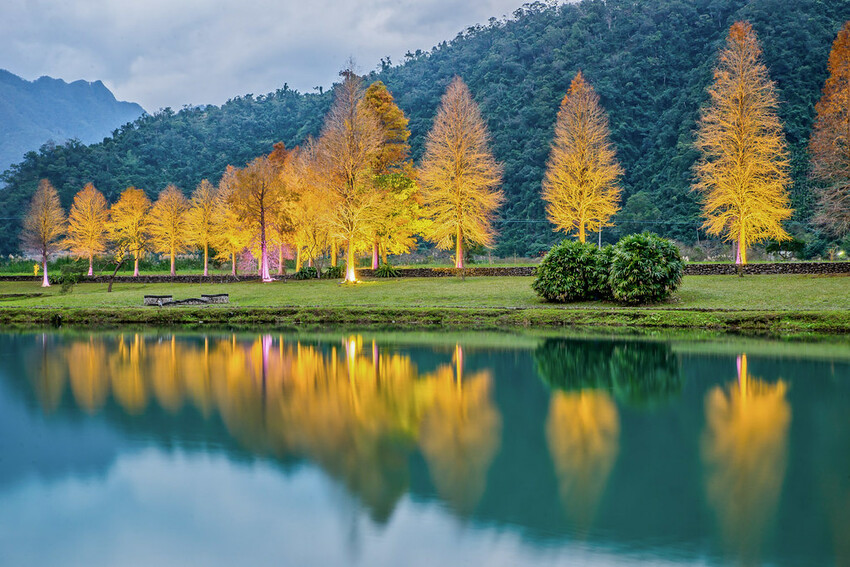 【宜蘭景點】2023員山福園蜊埤湖&羅東運動公園‧落羽松美景│全台10大落羽松秘境之一│礁溪天空島小木屋。金黃