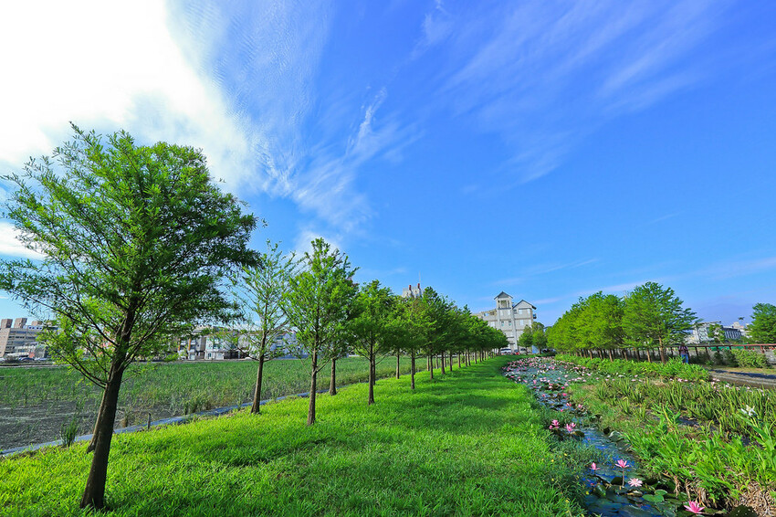 【宜蘭景點】2023員山福園蜊埤湖&羅東運動公園‧落羽松美景│全台10大落羽松秘境之一│礁溪天空島小木屋。金黃