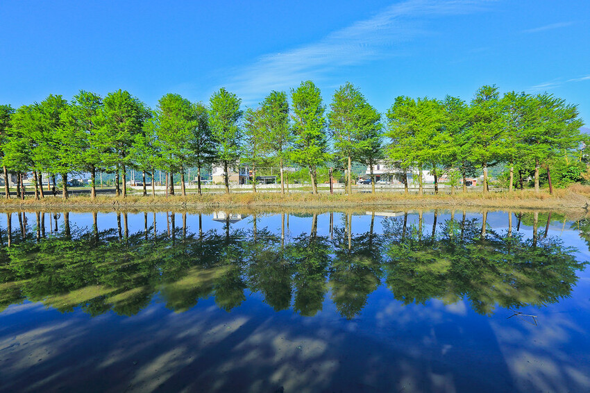 【宜蘭景點】2023員山福園蜊埤湖&羅東運動公園‧落羽松美景│全台10大落羽松秘境之一│礁溪天空島小木屋。金黃