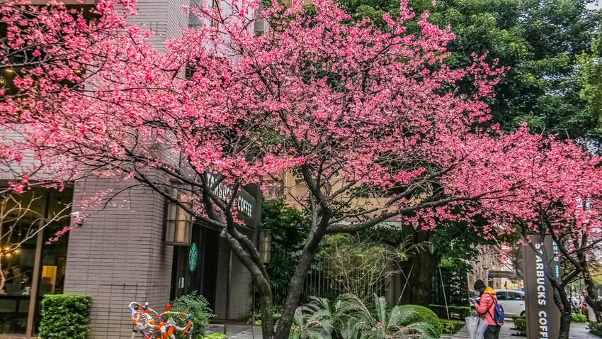 【新北景點】2023林口最美星巴克‧三色櫻綻放中│賞夜櫻‧喝咖啡‧逛逛林口三井OUTLET│台北走春景點│機場捷運林