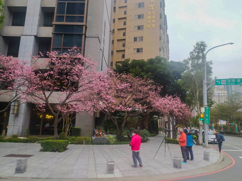 【新北景點】2023林口最美星巴克‧三色櫻綻放中│賞夜櫻‧喝咖啡‧逛逛林口三井OUTLET│台北走春景點│機場捷運林