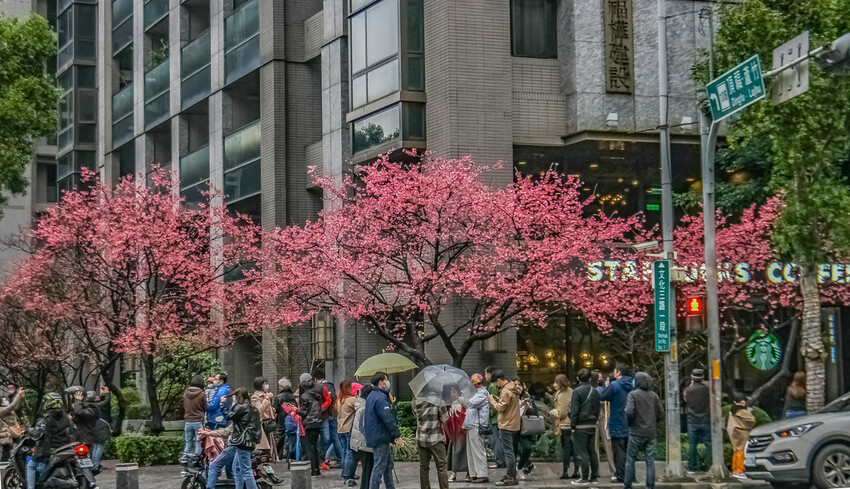 【新北景點】2023林口最美星巴克‧三色櫻綻放中│賞夜櫻‧喝咖啡‧逛逛林口三井OUTLET│台北走春景點│機場捷運林