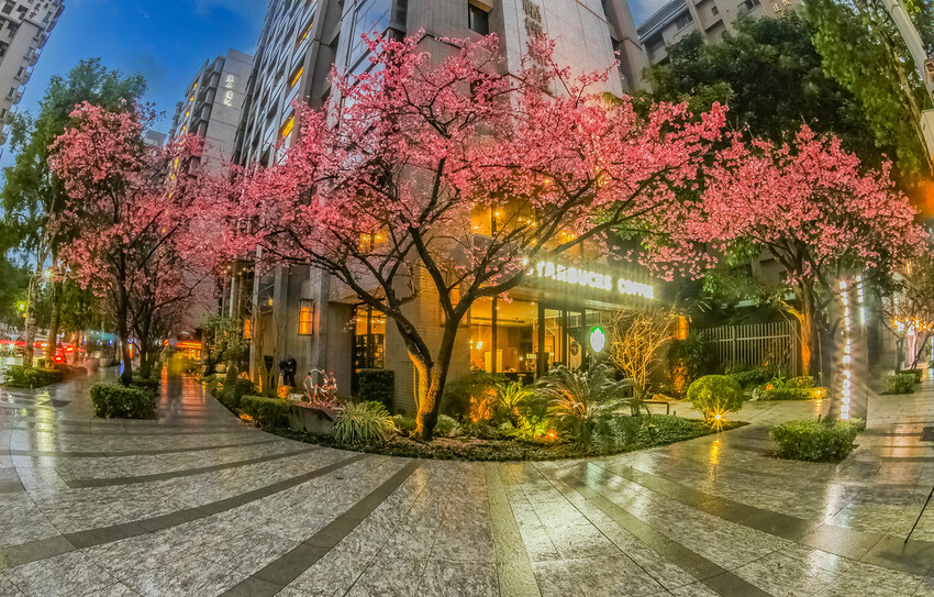 【新北景點】2023林口最美星巴克‧三色櫻綻放中│賞夜櫻‧喝咖啡‧逛逛林口三井OUTLET│台北走春景點│機場捷運林