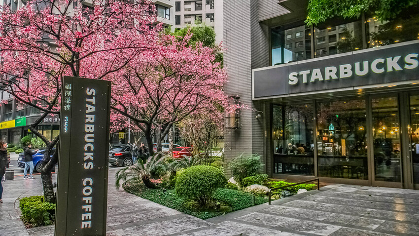 【新北景點】2023林口最美星巴克‧三色櫻綻放中│賞夜櫻‧喝咖啡‧逛逛林口三井OUTLET│台北走春景點│機場捷運林