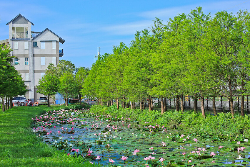 【宜蘭景點】2023員山福園蜊埤湖&羅東運動公園‧落羽松美景│全台10大落羽松秘境之一│礁溪天空島小木屋。金黃