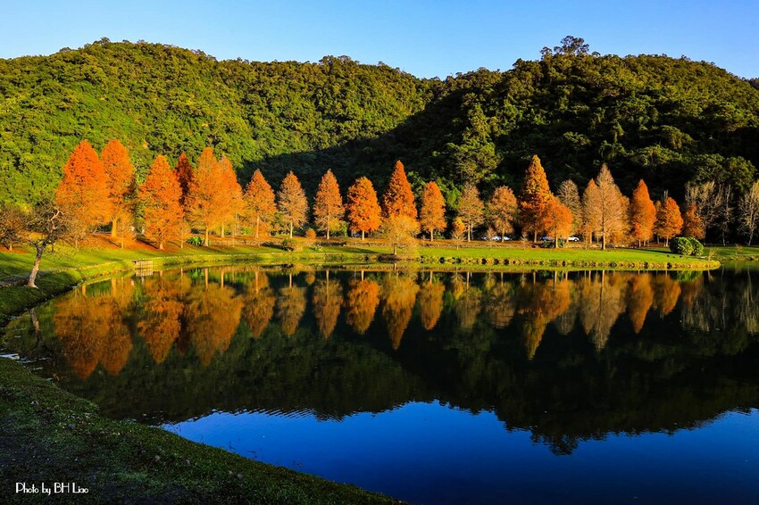 【宜蘭景點】2023員山福園蜊埤湖&羅東運動公園‧落羽松美景│全台10大落羽松秘境之一│礁溪天空島小木屋。金黃