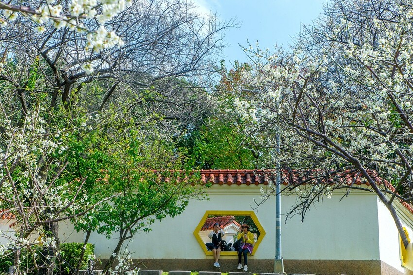 【梅花拍攝點】2023北部賞梅景點│桃園石門水庫‧士林志成公園‧榮星公園‧中正紀念堂‧逸仙公園│北部走春景點│