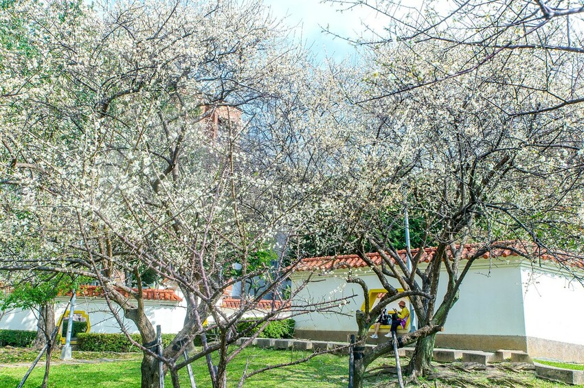 【梅花拍攝點】2023北部賞梅景點│桃園石門水庫‧士林志成公園‧榮星公園‧中正紀念堂‧逸仙公園│北部走春景點│