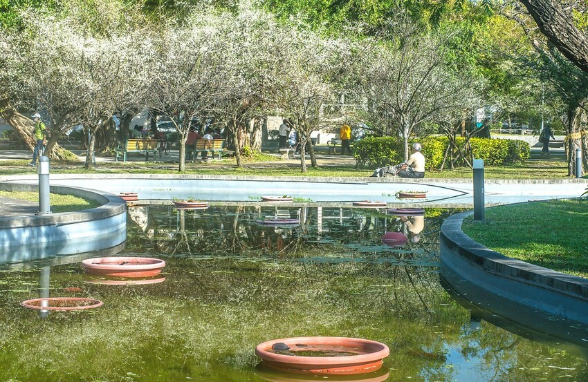 【梅花拍攝點】2023北部賞梅景點│桃園石門水庫‧士林志成公園‧榮星公園‧中正紀念堂‧逸仙公園│北部走春景點│