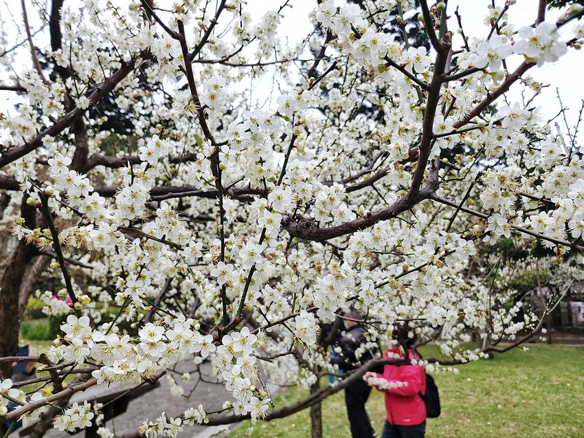 【梅花拍攝點】2023北部賞梅景點│桃園石門水庫‧士林志成公園‧榮星公園‧中正紀念堂‧逸仙公園│北部走春景點│