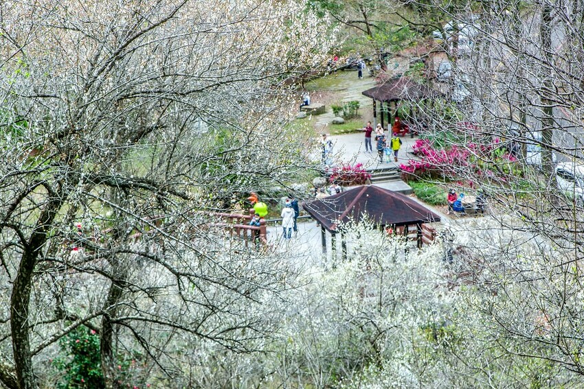 【梅花拍攝點】2023北部賞梅景點│桃園石門水庫‧士林志成公園‧榮星公園‧中正紀念堂‧逸仙公園│北部走春景點│