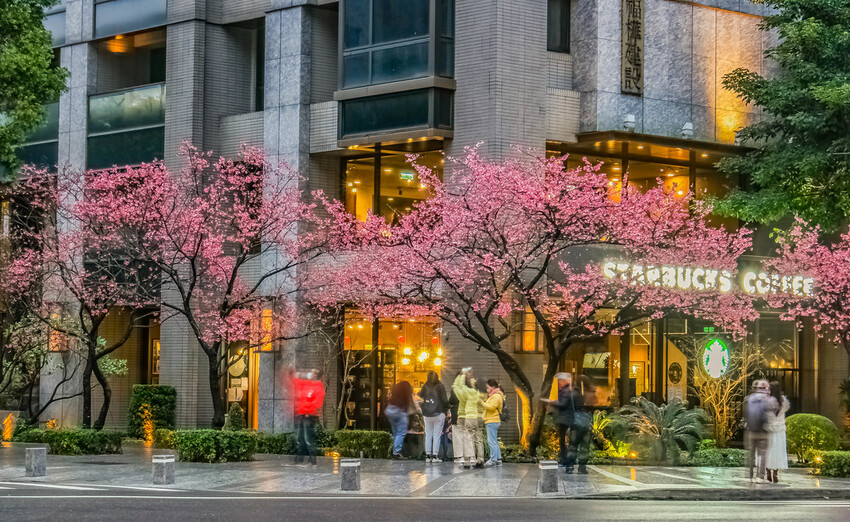 【新北景點】2023林口最美星巴克‧三色櫻綻放中│賞夜櫻‧喝咖啡‧逛逛林口三井OUTLET│台北走春景點│機場捷運林