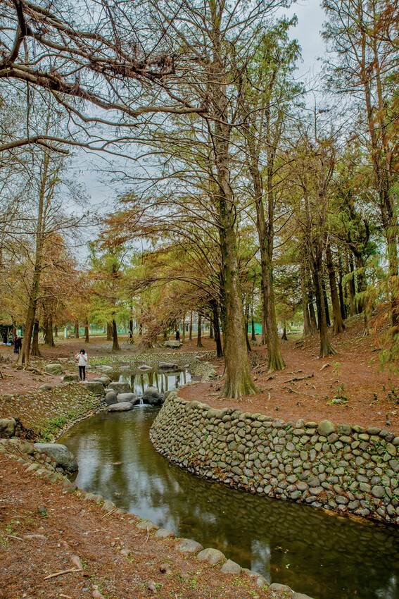 【宜蘭景點】2023員山福園蜊埤湖&羅東運動公園‧落羽松美景│全台10大落羽松秘境之一│礁溪天空島小木屋。金黃