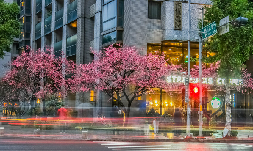 【新北景點】2023林口最美星巴克‧三色櫻綻放中│賞夜櫻‧喝咖啡‧逛逛林口三井OUTLET│台北走春景點│機場捷運林