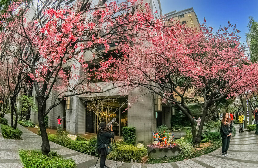 【新北景點】2023林口最美星巴克‧三色櫻綻放中│賞夜櫻‧喝咖啡‧逛逛林口三井OUTLET│台北走春景點│機場捷運林