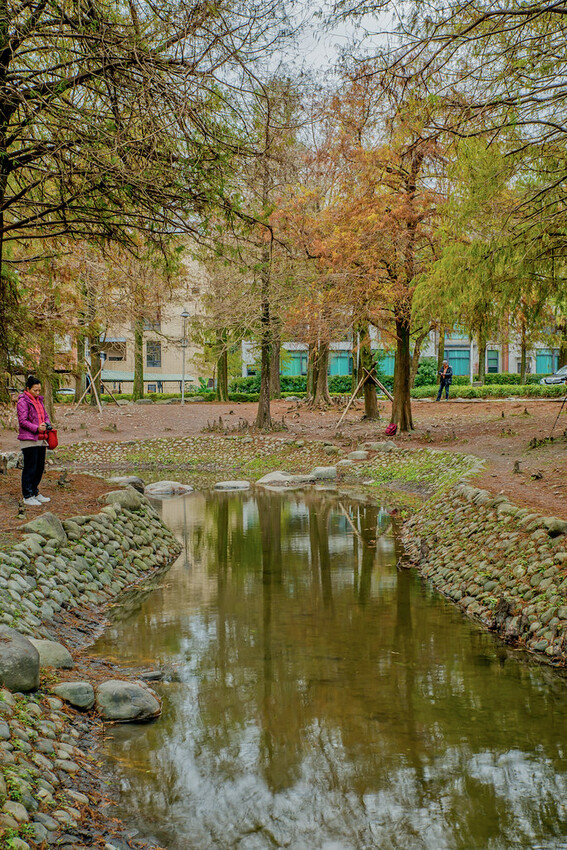 【宜蘭景點】2023員山福園蜊埤湖&羅東運動公園‧落羽松美景│全台10大落羽松秘境之一│礁溪天空島小木屋。金黃