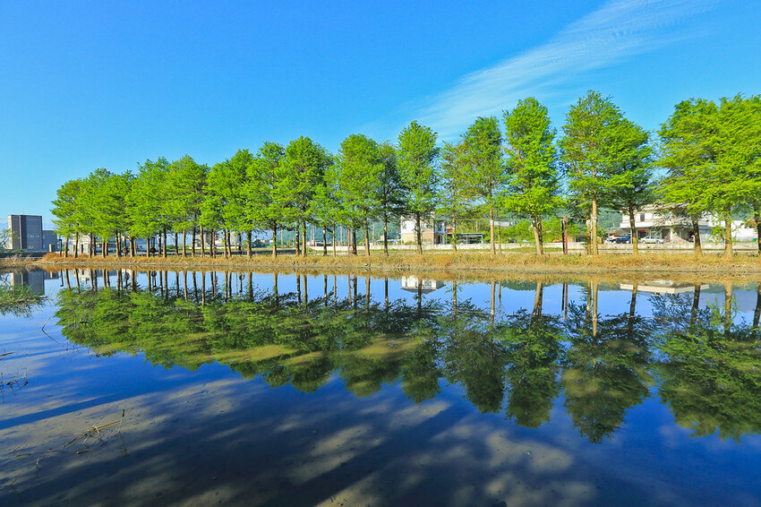 【宜蘭景點】2023員山福園蜊埤湖&羅東運動公園‧落羽松美景│全台10大落羽松秘境之一│礁溪天空島小木屋。金黃