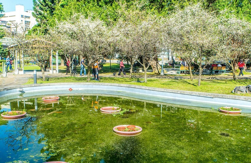 【梅花拍攝點】2023北部賞梅景點│桃園石門水庫‧士林志成公園‧榮星公園‧中正紀念堂‧逸仙公園│北部走春景點│