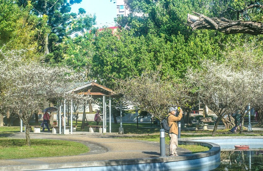 【梅花拍攝點】2023北部賞梅景點│桃園石門水庫‧士林志成公園‧榮星公園‧中正紀念堂‧逸仙公園│北部走春景點│