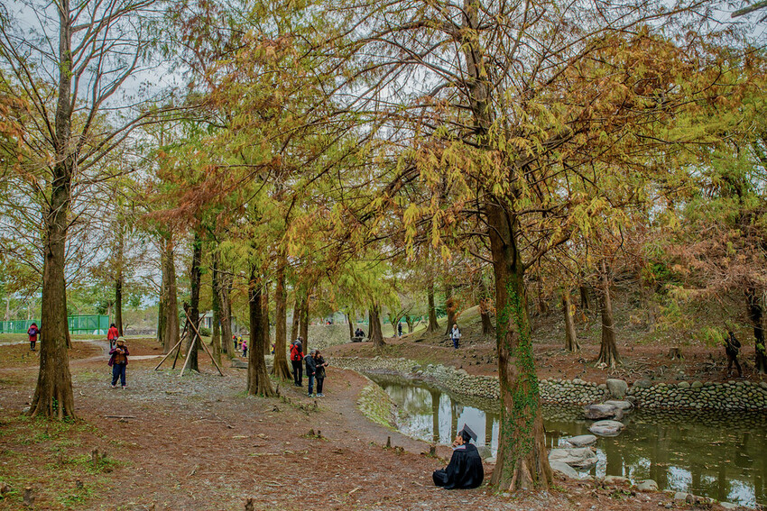 【宜蘭景點】2023員山福園蜊埤湖&羅東運動公園‧落羽松美景│全台10大落羽松秘境之一│礁溪天空島小木屋。金黃