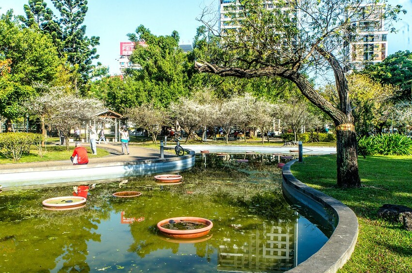 【梅花拍攝點】2023北部賞梅景點│桃園石門水庫‧士林志成公園‧榮星公園‧中正紀念堂‧逸仙公園│北部走春景點│