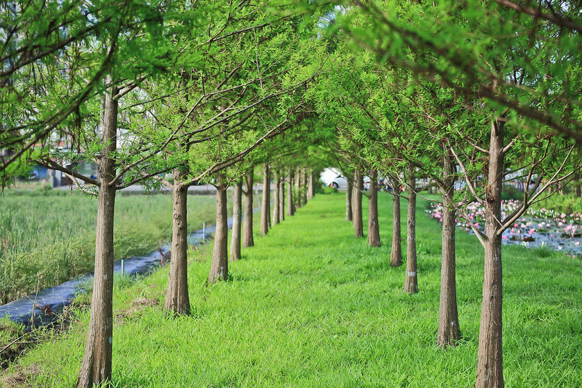 【宜蘭景點】2023員山福園蜊埤湖&羅東運動公園‧落羽松美景│全台10大落羽松秘境之一│礁溪天空島小木屋。金黃