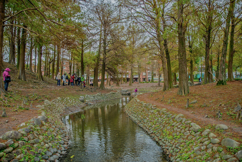 【宜蘭景點】2023員山福園蜊埤湖&羅東運動公園‧落羽松美景│全台10大落羽松秘境之一│礁溪天空島小木屋。金黃