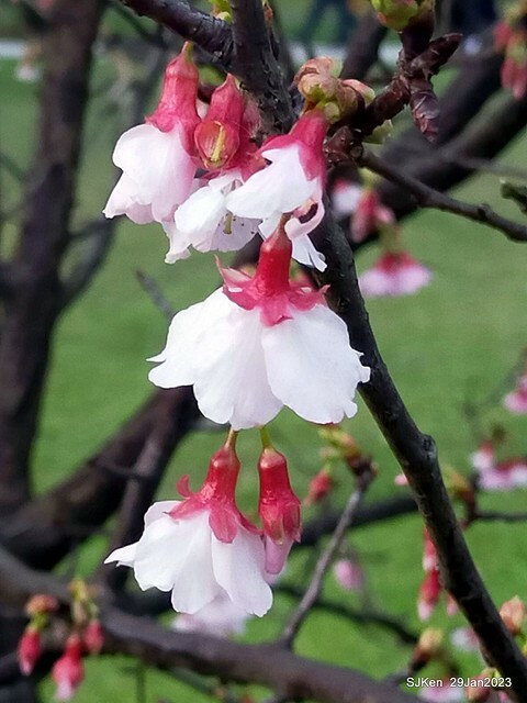 「2023內湖樂活公園賞櫻」(Cherryblossoms at Ne-hu park, Taipei, Taiwan, SJKen, Jan 29, 2023. 「2023內湖樂活公園賞櫻」(Cherryblossoms at Ne-hu park, Taipei, Taiwan, SJKen, Jan 29, 2023.