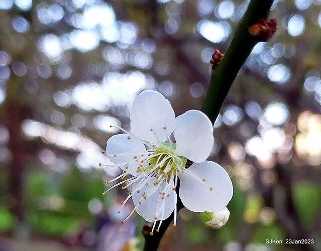 2023正月初一「中正紀念堂」走春賞梅 (Plum blossoms at CKS Memorial Hall), Taipei, Taiwan, SJKen, Jan 23, 2023