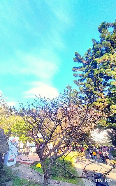 2023正月初一「中正紀念堂」走春賞梅 (Plum blossoms at CKS Memorial Hall), Taipei, Taiwan, SJKen, Jan 23, 2023