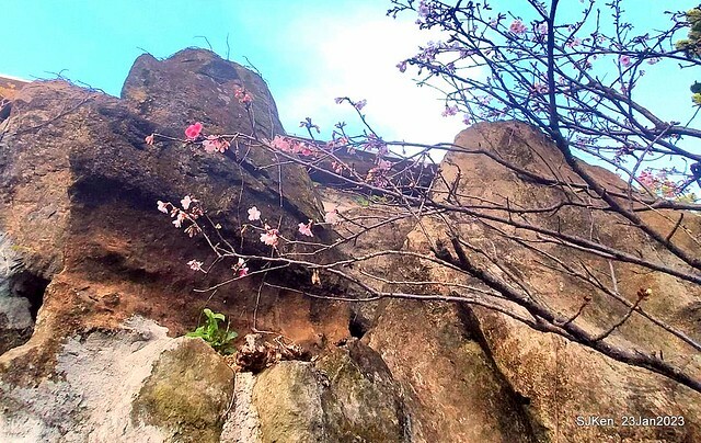 2023正月初一「中正紀念堂」走春賞梅 (Plum blossoms at CKS Memorial Hall), Taipei, Taiwan, SJKen, Jan 23, 2023