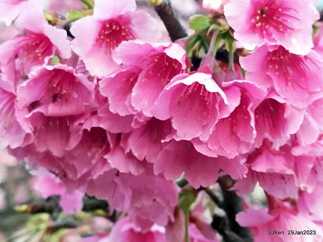 「2023內湖樂活公園賞櫻」(Cherryblossoms at Ne-hu park, Taipei, Taiwan, SJKen, Jan 29, 2023. 「2023內湖樂活公園賞櫻」(Cherryblossoms at Ne-hu park, Taipei, Taiwan, SJKen, Jan 29, 2023.