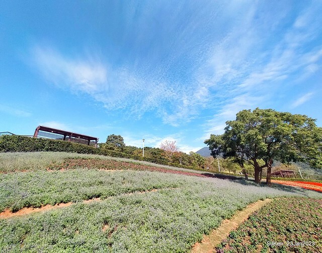 「北投社三層崎花海公園」(Ki-Pataw Shan-Tseng-Chi Park)與北投公園，SJKen , Taipei, Taiwan, Jan 23, 2023.