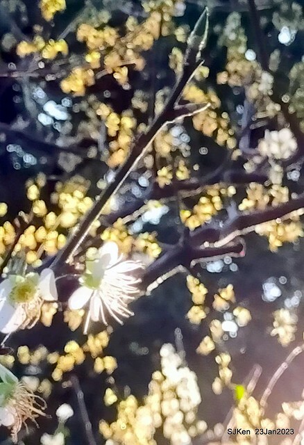 2023正月初一「中正紀念堂」走春賞梅 (Plum blossoms at CKS Memorial Hall), Taipei, Taiwan, SJKen, Jan 23, 2023