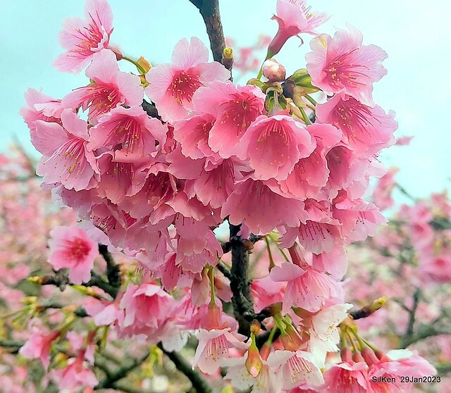 「2023內湖樂活公園賞櫻」(Cherryblossoms at Ne-hu park, Taipei, Taiwan, SJKen, Jan 29, 2023. 「2023內湖樂活公園賞櫻」(Cherryblossoms at Ne-hu park, Taipei, Taiwan, SJKen, Jan 29, 2023.