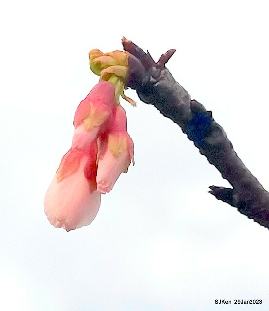 「2023內湖樂活公園賞櫻」(Cherryblossoms at Ne-hu park, Taipei, Taiwan, SJKen, Jan 29, 2023. 「2023內湖樂活公園賞櫻」(Cherryblossoms at Ne-hu park, Taipei, Taiwan, SJKen, Jan 29, 2023.