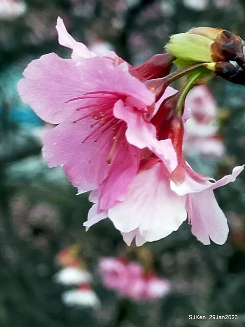 「2023內湖樂活公園賞櫻」(Cherryblossoms at Ne-hu park, Taipei, Taiwan, SJKen, Jan 29, 2023. 「2023內湖樂活公園賞櫻」(Cherryblossoms at Ne-hu park, Taipei, Taiwan, SJKen, Jan 29, 2023.