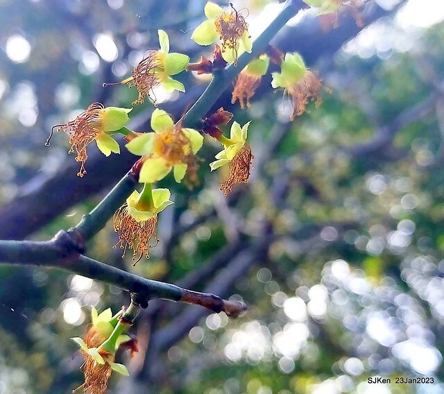 2023正月初一「中正紀念堂」走春賞梅 (Plum blossoms at CKS Memorial Hall), Taipei, Taiwan, SJKen, Jan 23, 2023